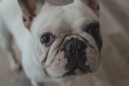 Close-Up View of a French Bulldog