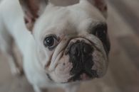 法国斗牛犬的特写镜头十分可爱，眼睛富有表情