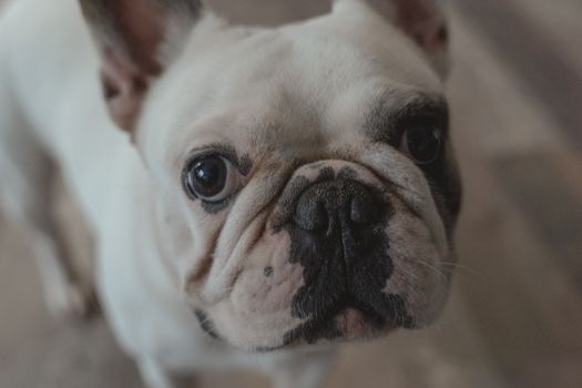 法国斗牛犬的特写镜头十分可爱，眼睛富有表情