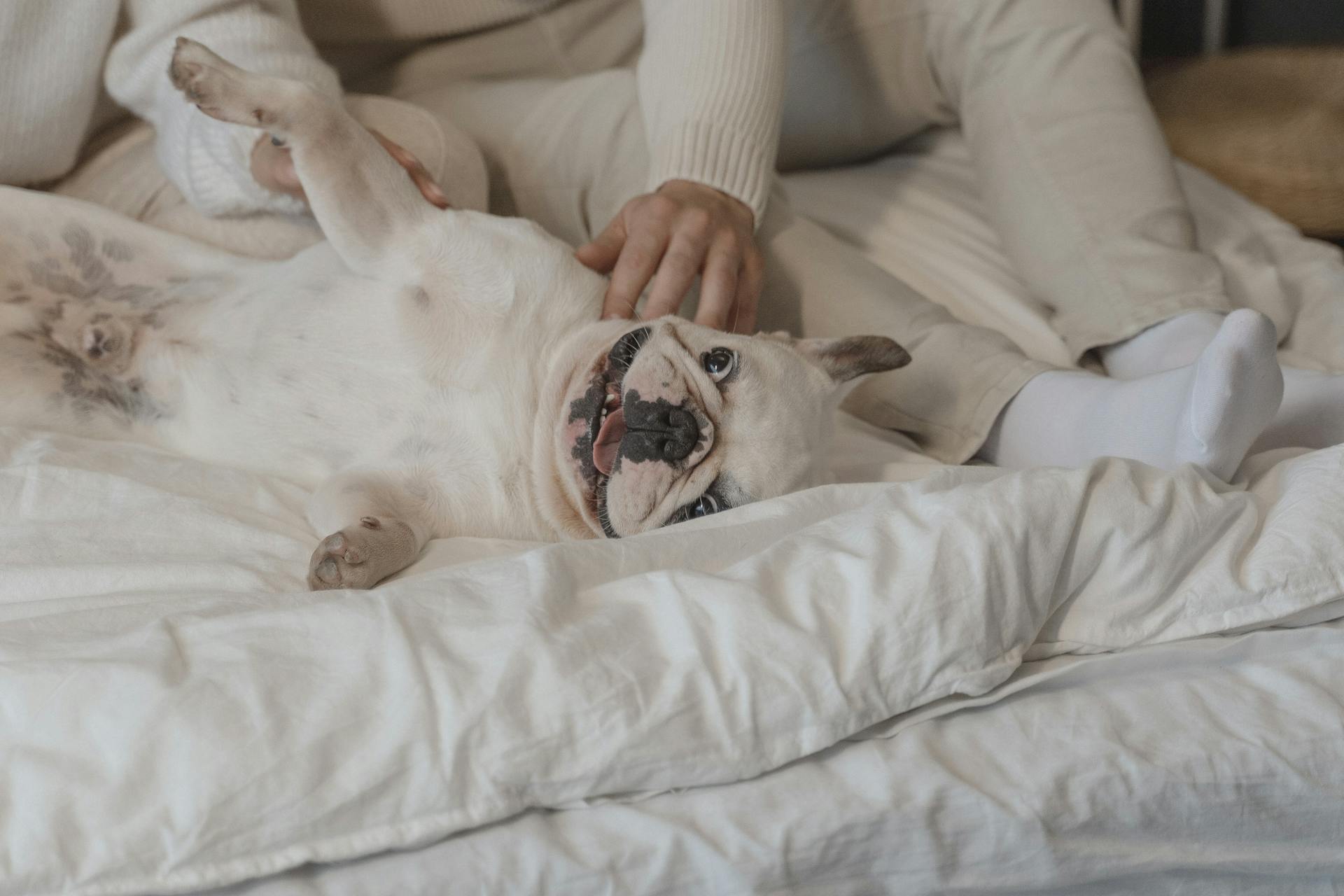 Un bouledogue français allongé sur un lit blanc