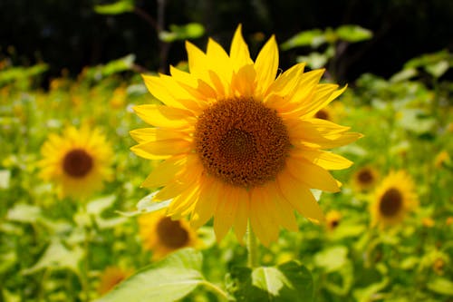 Yellow Sunflower in Close Up Photography