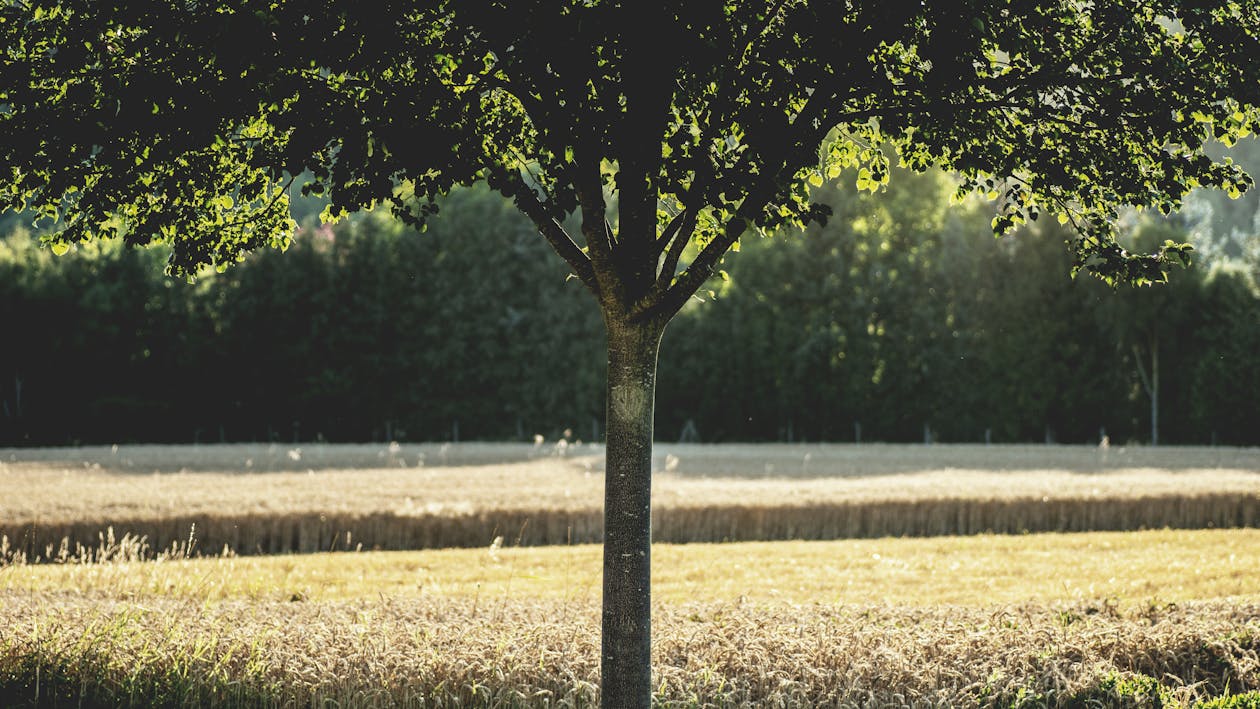 Green Leafed Tree