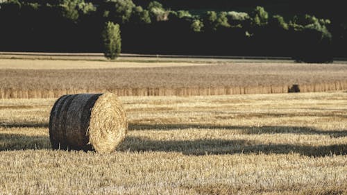 Δωρεάν στοκ φωτογραφιών με αγρόκτημα, αγροτικός, ανάπτυξη