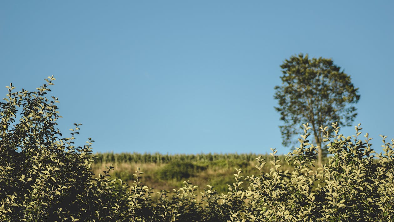 Free stock photo of blue sky, bushes, sky