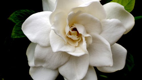 Gratis lagerfoto af blomst, gardenia