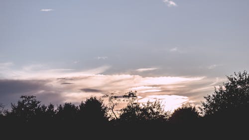夕空, 曇り, 木の無料の写真素材