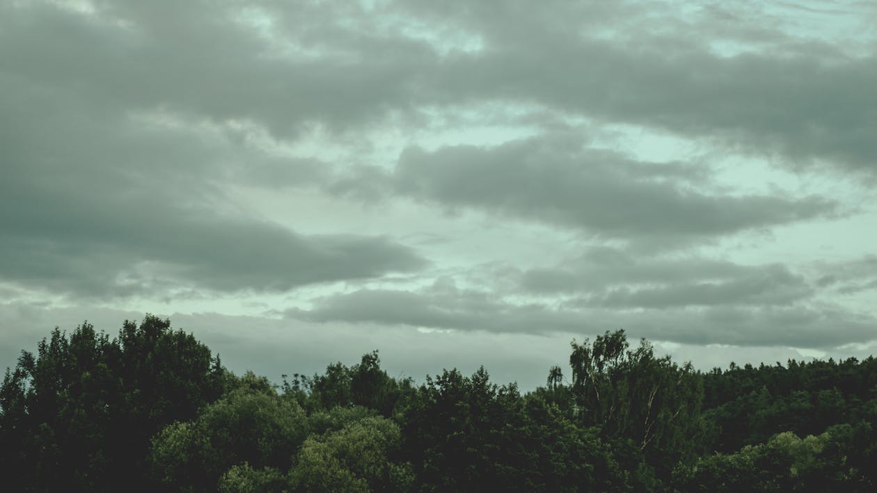 Person Showing Green Forests Under the White Clouds