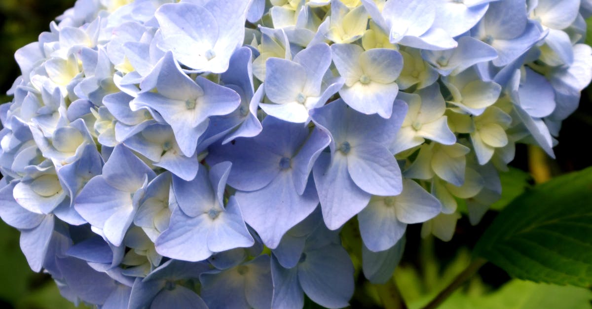 Free stock photo of flower, hydrangea
