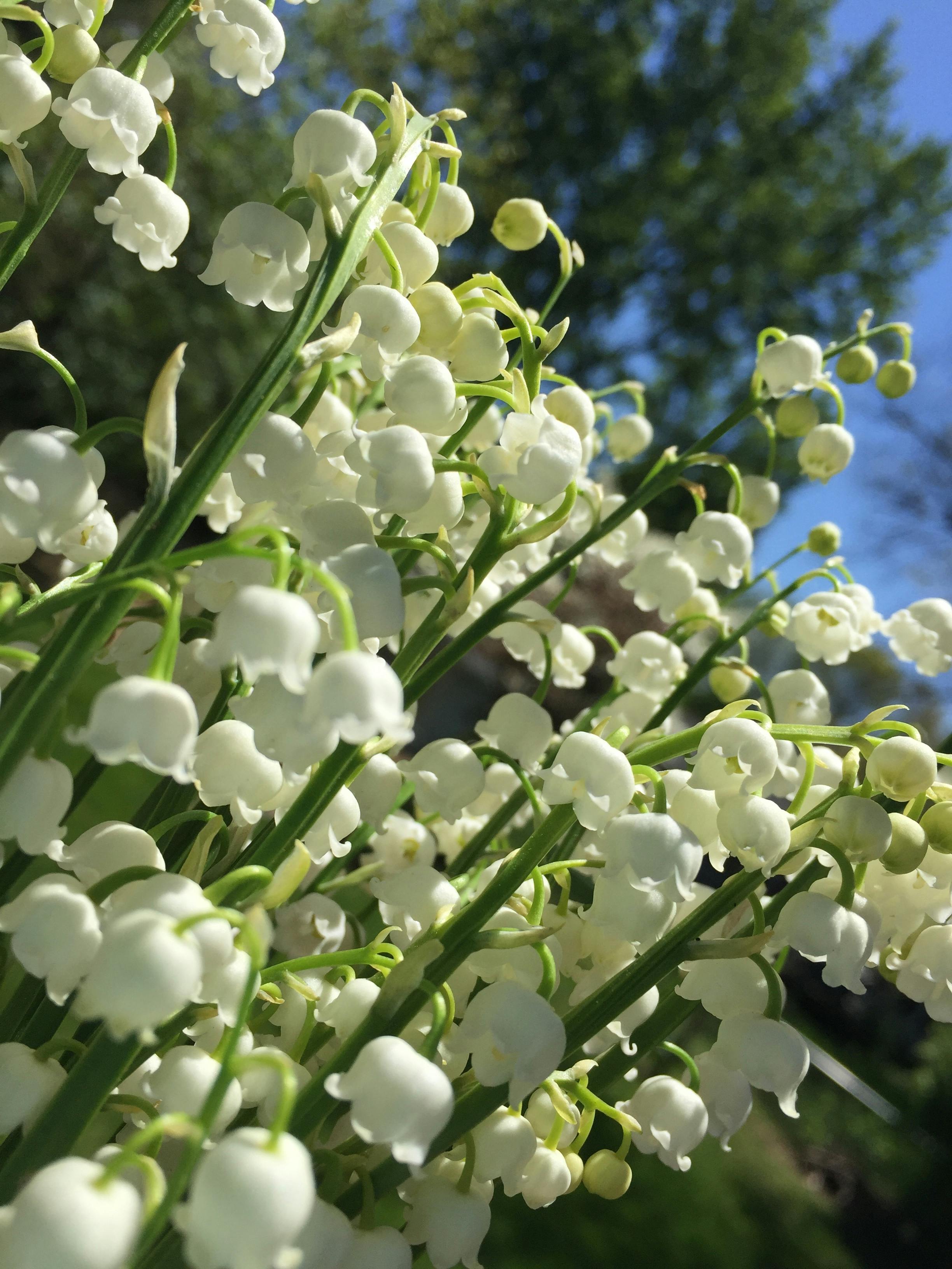 Free Stock Photo Of Lily Of The Valley