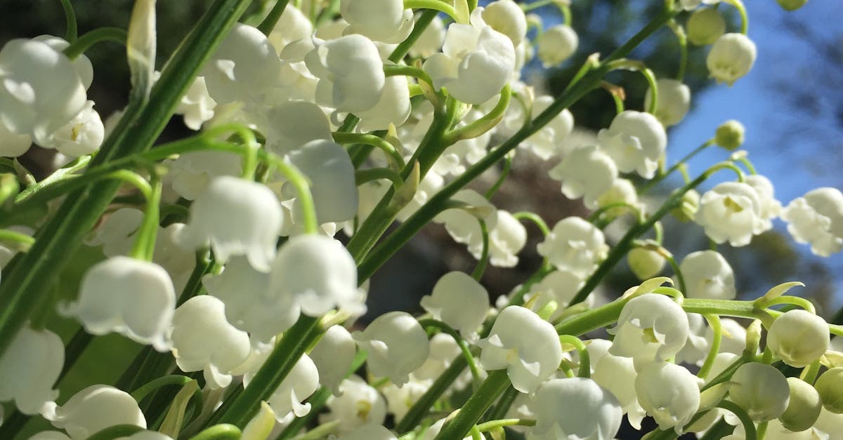 Free stock photo of lily of the valley