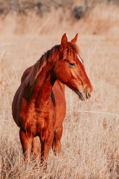 Foto profissional grátis de animal, campo de feno, cavalo