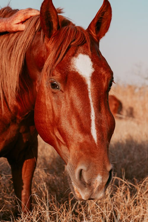 Foto profissional grátis de animal, área, beleza