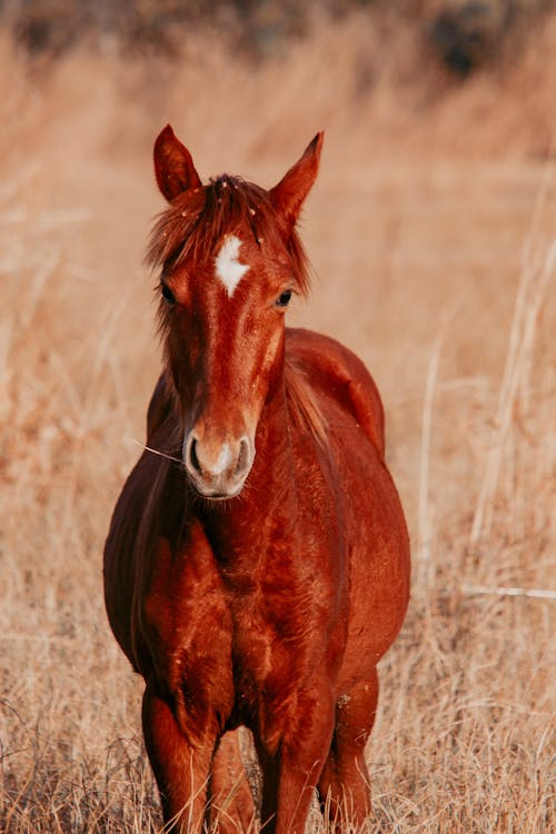 Free Brown Horse on Brown Grass Field Stock Photo