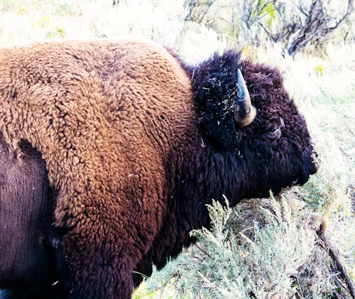 Kostnadsfri bild av bison, buffel, vilda djur och växter