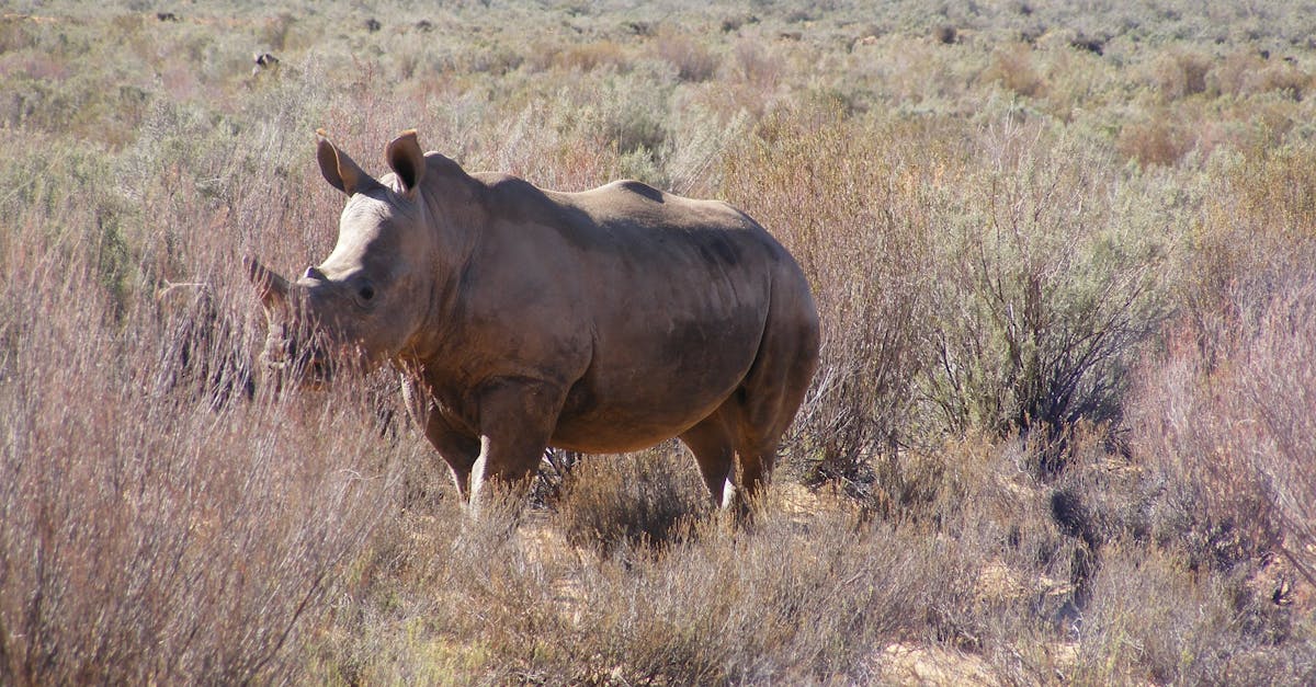 Free stock photo of rhino, wildlife