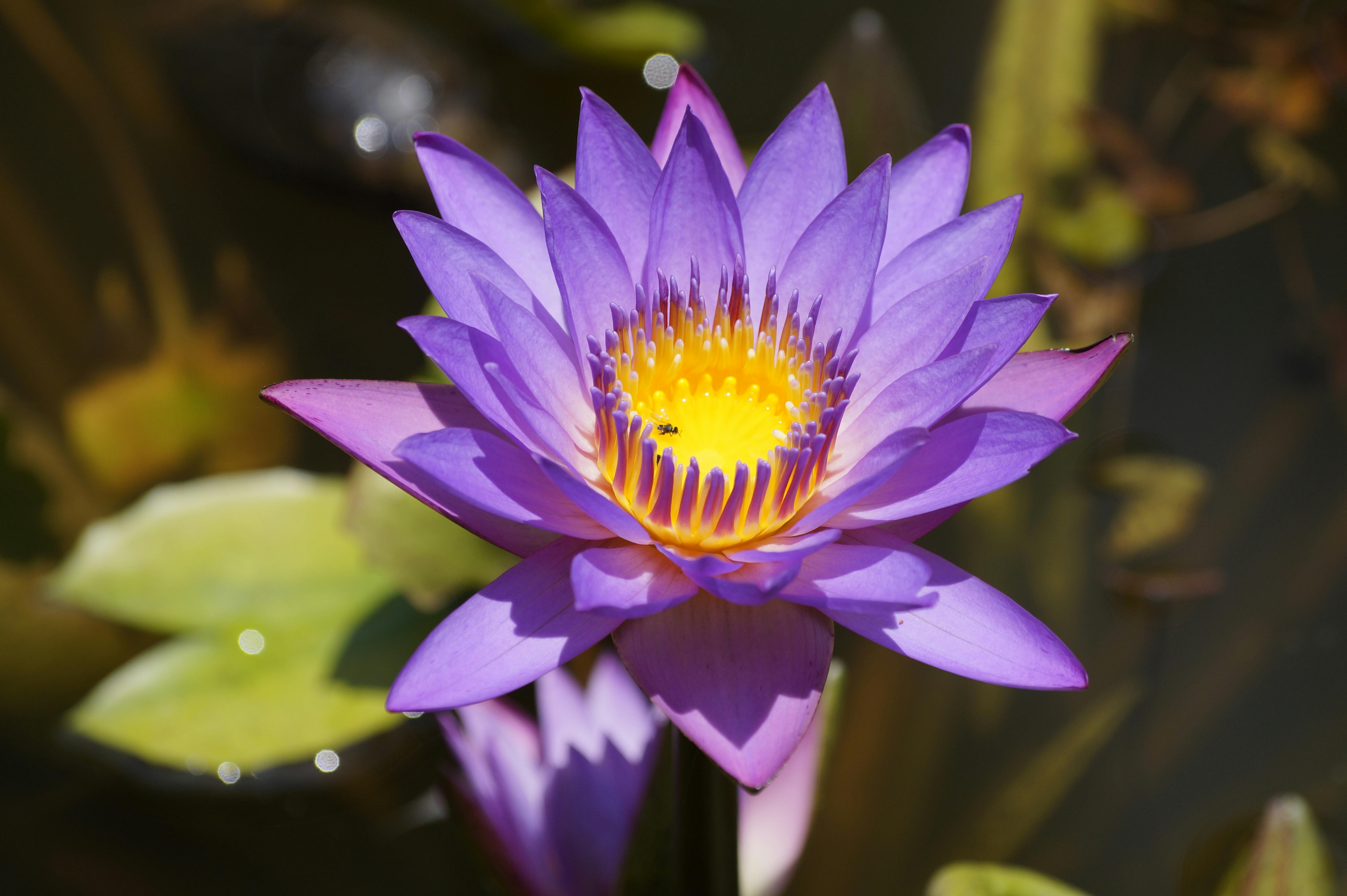 Free stock photo of manel flower, nil manel