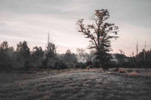 Green Grass Field With Trees 