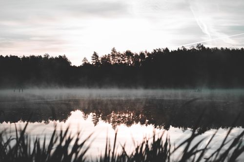 Free Tranquil misty lake at dawn with trees reflecting on calm water. Perfect nature scene. Stock Photo