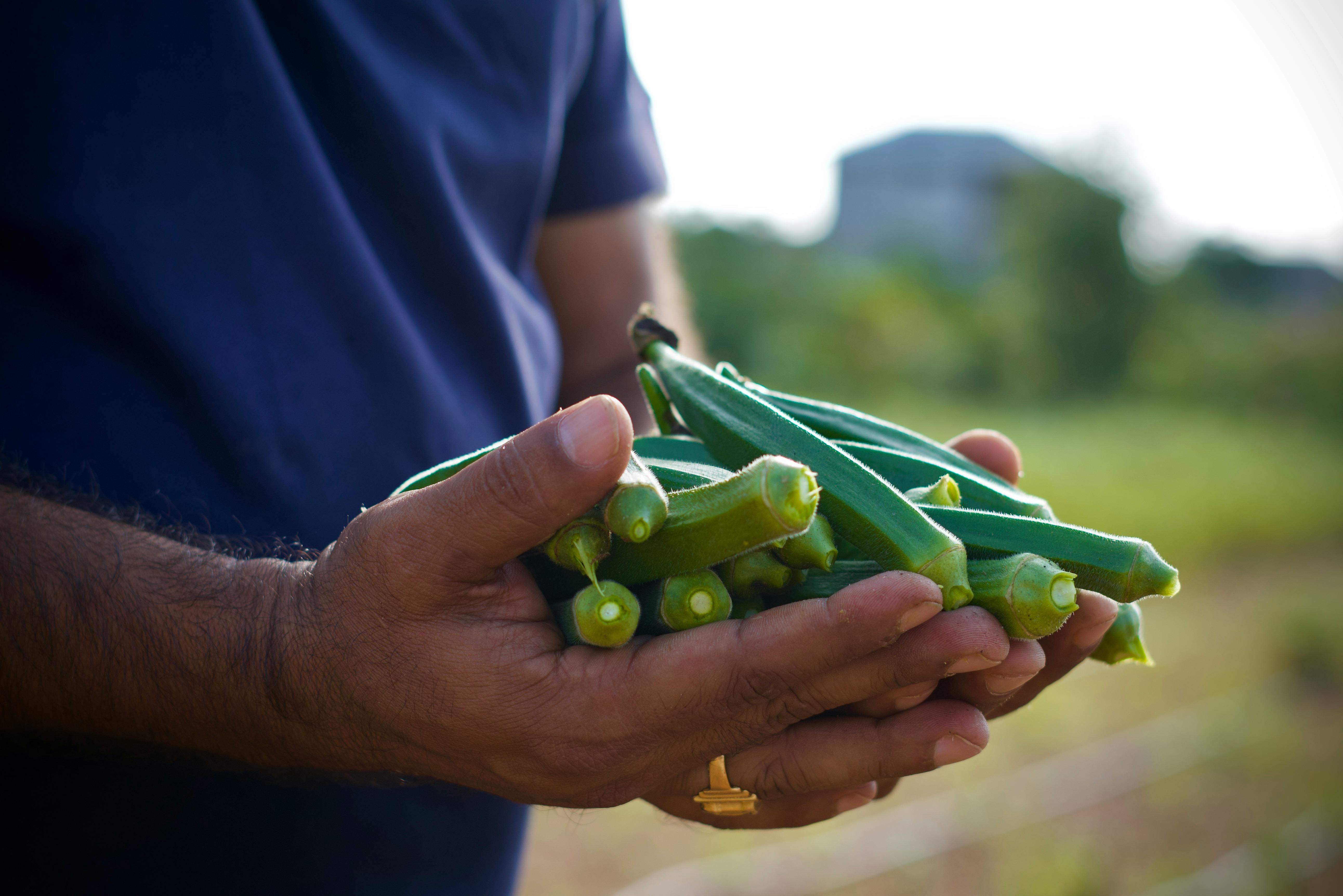 Free Hands holding freshly harvested organic okra, showcasing healthy vegetables. Stock Photo