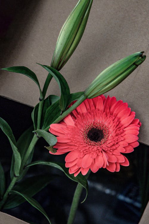 Foto profissional grátis de aumento, de flores, delicado