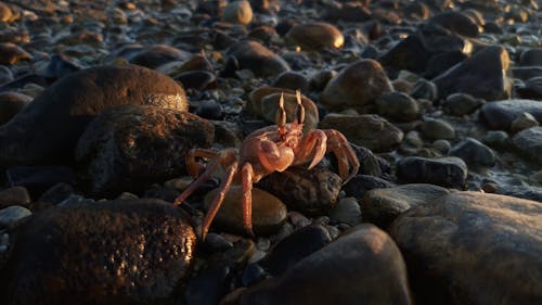 Free A Crab on Stones Stock Photo