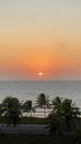 Palm Trees Near Sea during Sunset
