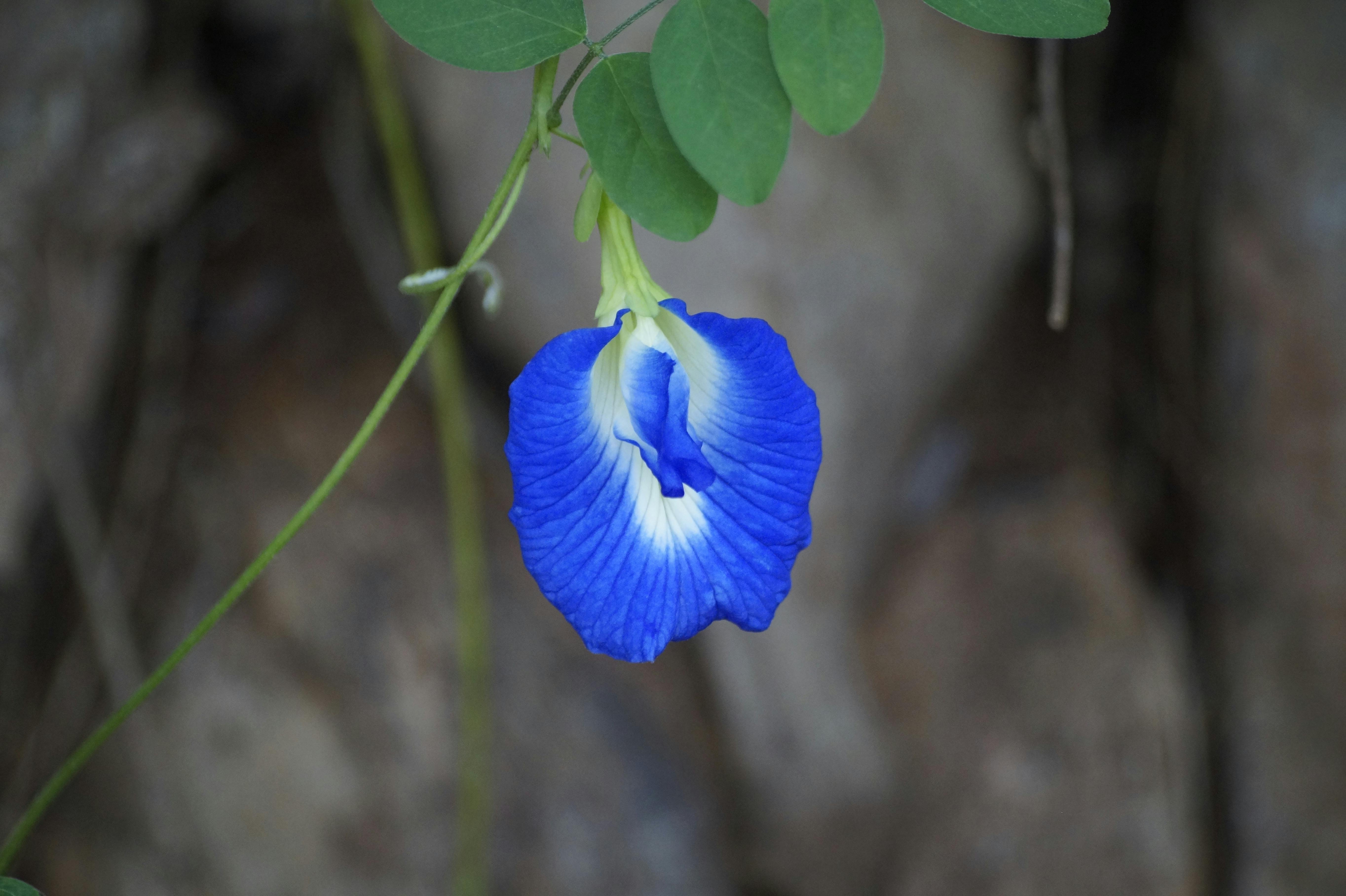 Free stock photo of blue flowers, nil katarolu mal