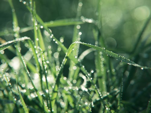 日出, 水滴, 草 的 免費圖庫相片