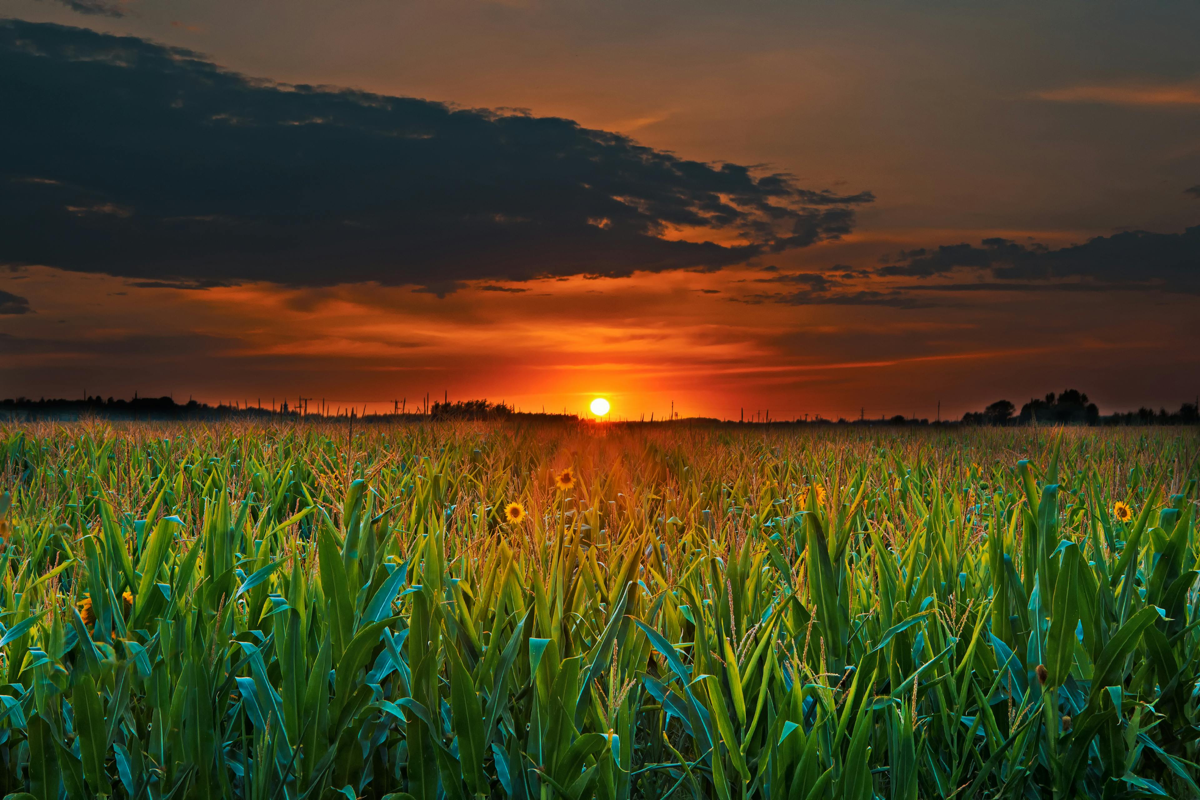 Crop Field and Sunset