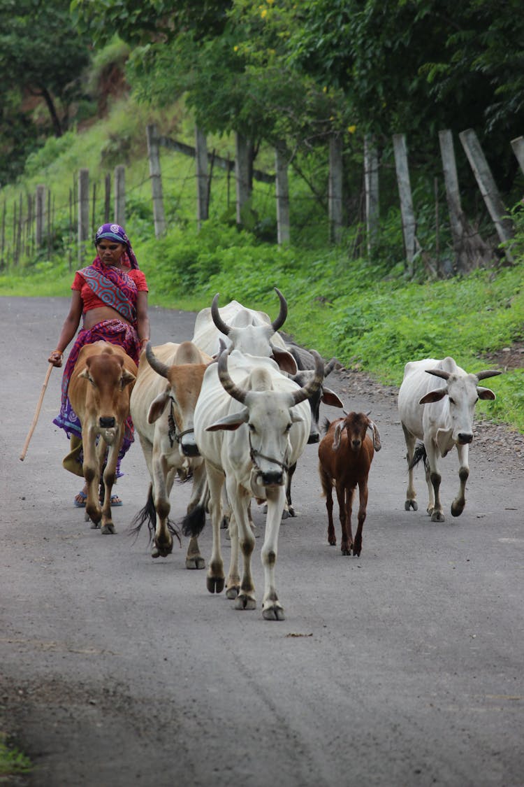 A Woman Herding Her Cows