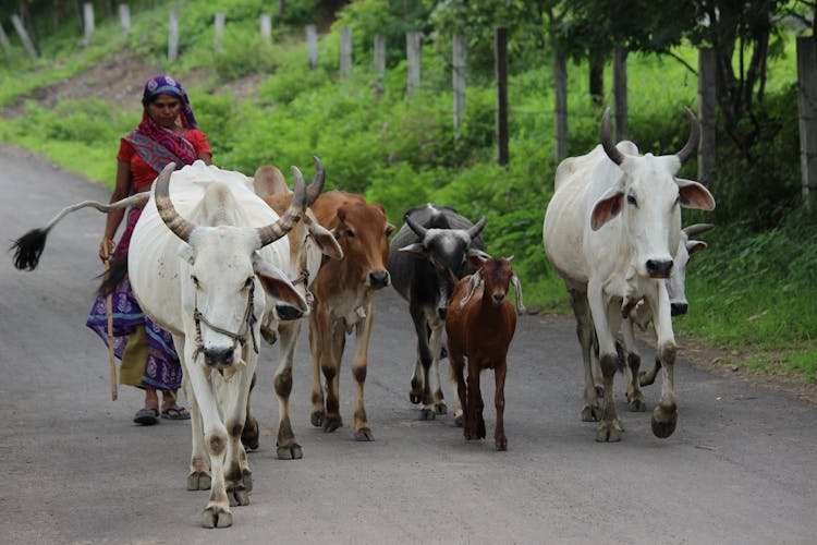 A Woman Herding Her Cows