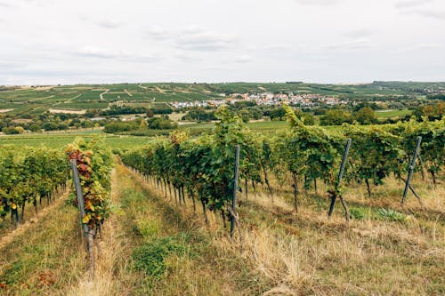 A Vast Vineyard of Grapes