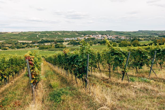 Wine