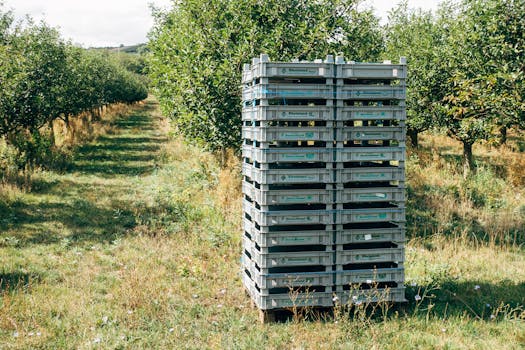 Plastic crates stacked in an orchard, surrounded by lush green trees.