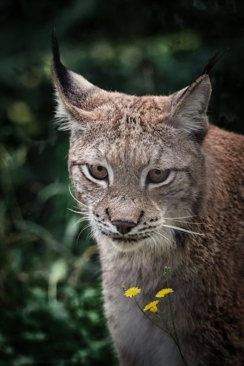 A Brown Lynx in Tilt Shift Lens