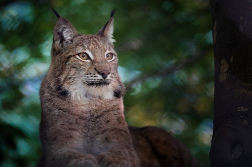 Shallow Focus Photo of a Brown Lynx