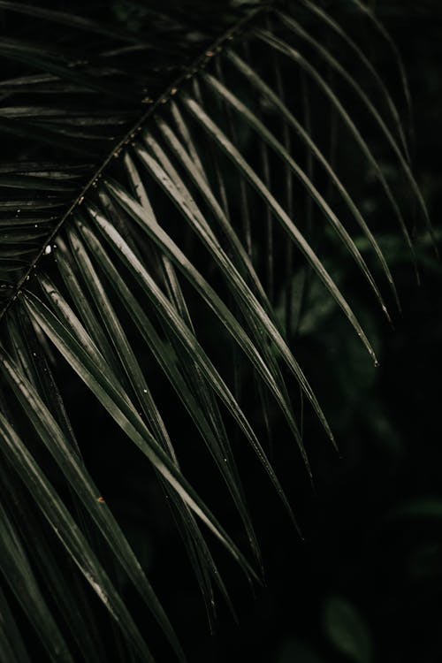 Close-Up Photo of Dark Green Palm Leaves