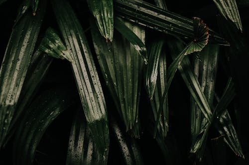 Close-Up Photo of Water Droplets on Green Leaves