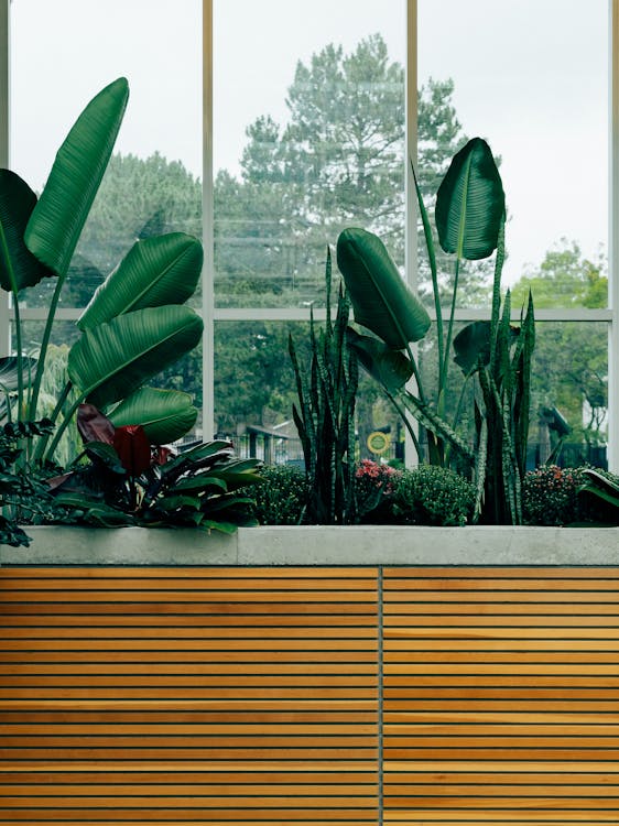 Green Lead Plant Near Glass Window