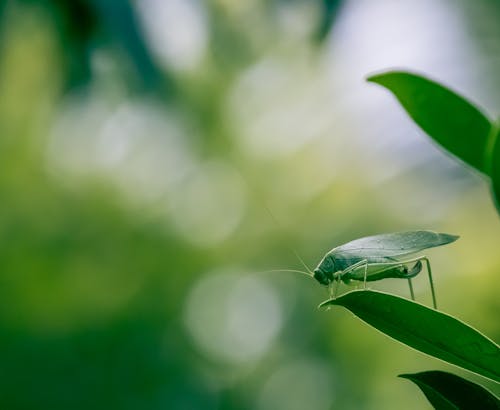 Free Shallow Focus Photo of a Grasshopper on Green Leaf Stock Photo