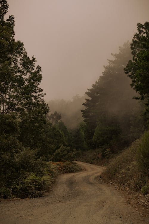 Dirt Road in Fog