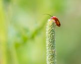 Brown Beetle on Green Plant