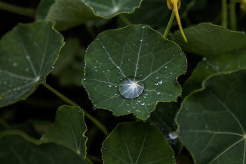 Kostnadsfri bild av botanik, dagg, flora