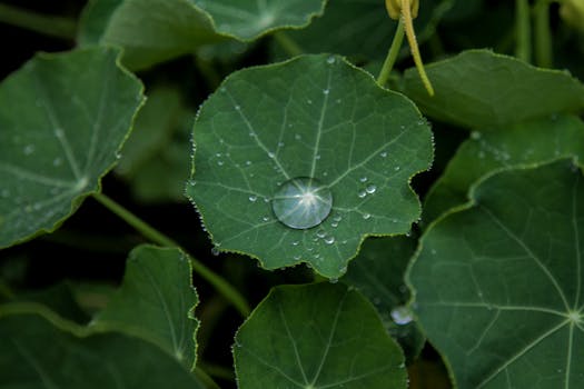 Macro shot of water droplets resting on vibrant green leaves, showcasing nature's simplicity.