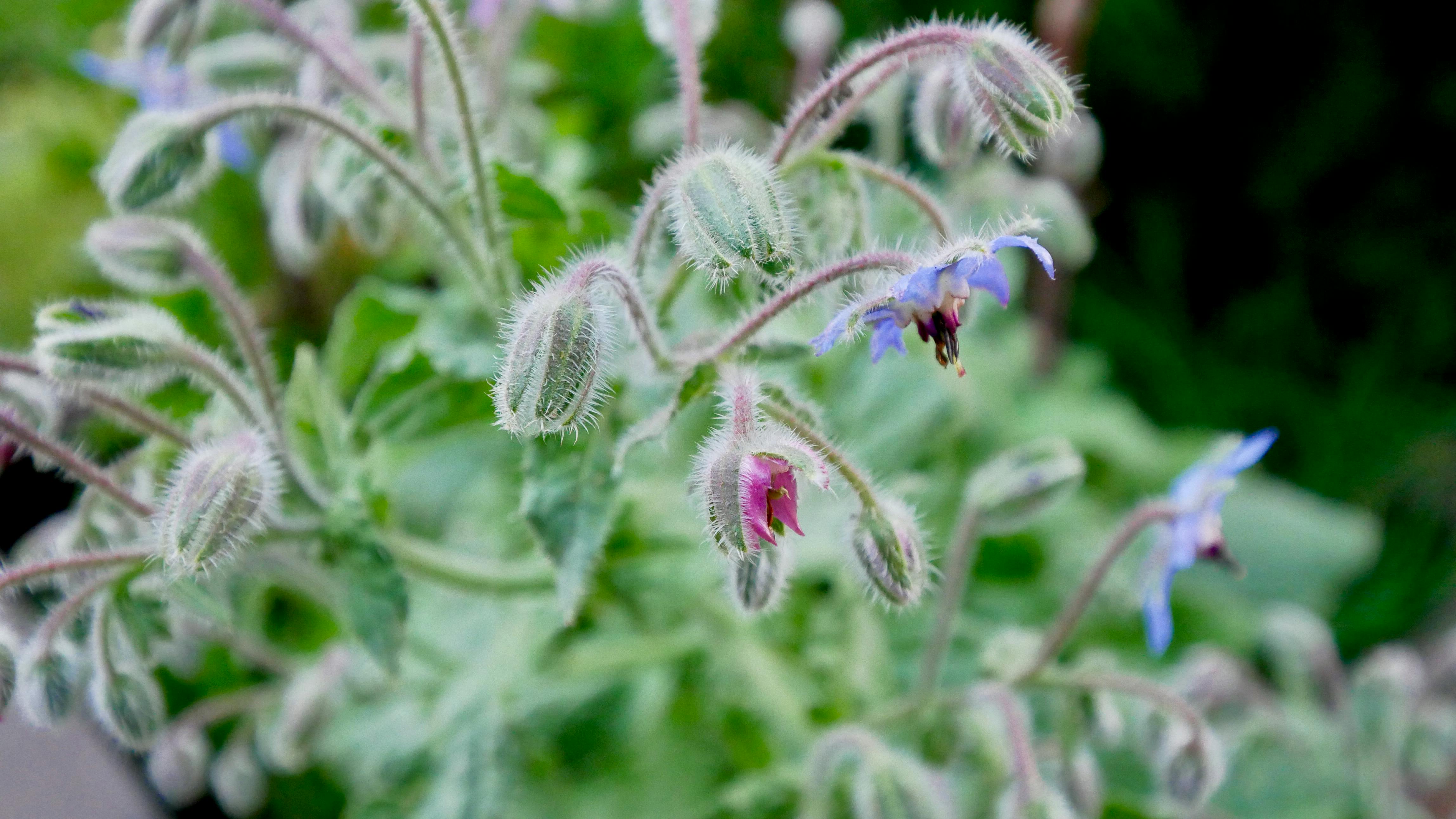 Taming the Volunteer Army: Strategic Control for Aggressive Self-Seeding Herbs & Flowers like Borage, Calendula, and Dill
