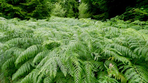 Free Lush Fern Plant Stock Photo