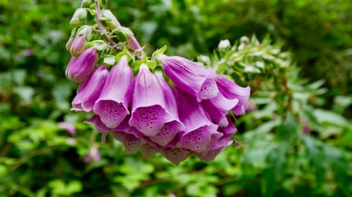 Free Beautiful foxglove flowers in full bloom with lush greenery in summer. Stock Photo