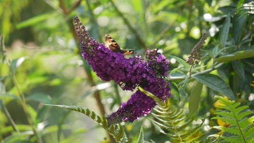 Close-up of a Buddleja davidii, Summer Lilac 