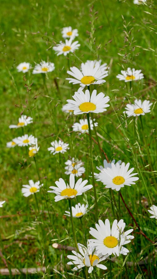 Daisies Among Green Grass