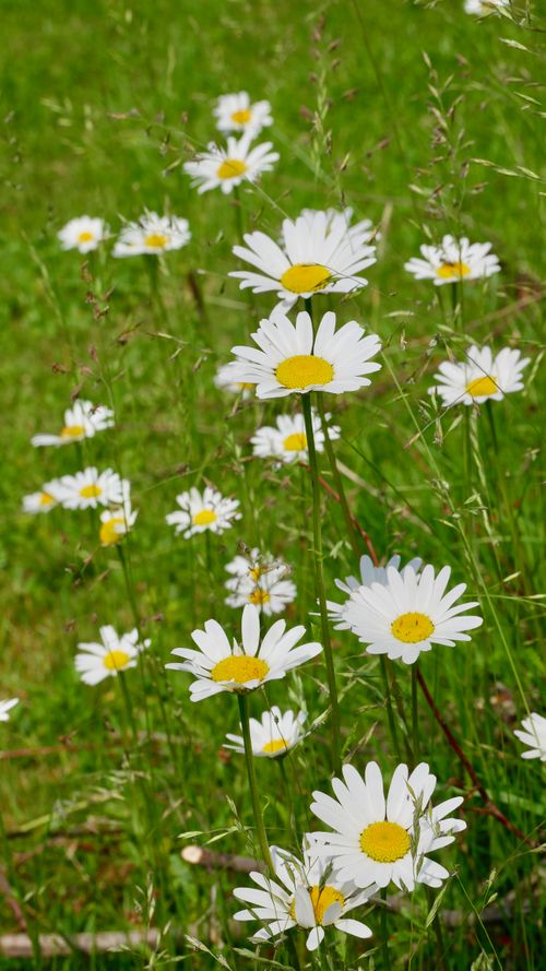 Free Beautiful close-up shot of white daisies blooming in a lush green meadow under sunny skies. Stock Photo